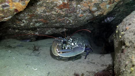 Marine-crab-sitting-on-stones-in-dark-seawater