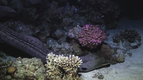 Muraena-swimming-near-coral-in-sea
