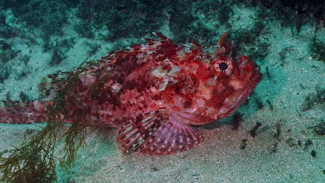 Tropical-Scorpaenopsis-papuensis-fish-underwater