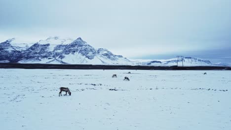 Reindeer-grazing-in-mountains
