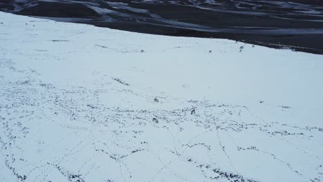 Reindeer-grazing-in-mountains