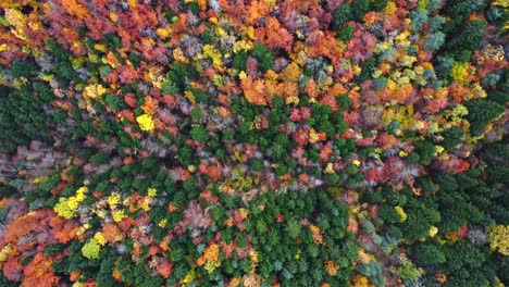 Autumn-forest-with-colorful-trees