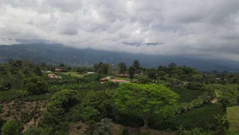Green-coffee-plantations-in-valley