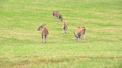 Eland-antelope-pasturing-on-grass