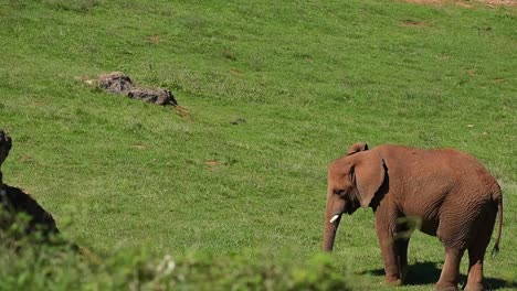 Elephant-pasturing-in-meadow-on-sunny-day