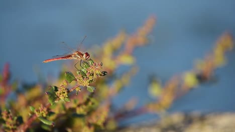Dragonfly-on-plant-in-nature