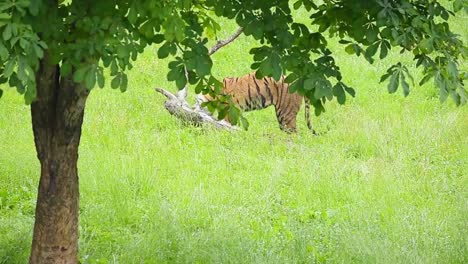Powerful-tiger-in-lush-green-park