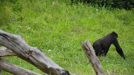 Gorillas-Interagieren-An-Einem-Sommertag-Auf-Einer-Wiese-In-Der-Savanne