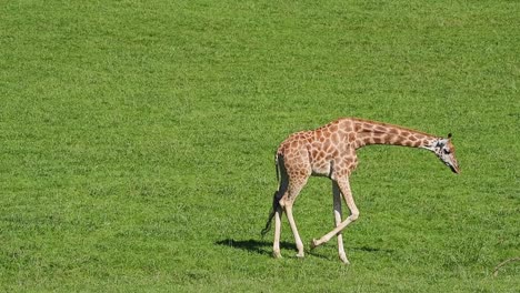 Giraffe-on-green-lawn-in-summer