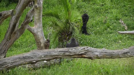 Gorillas-interacting-on-meadow-in-savanna-on-summer-day