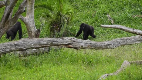 Gorillas-interacting-on-meadow-in-savanna-on-summer-day
