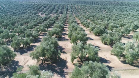 Olivenbäume-Im-Obstgarten-An-Einem-Sonnigen-Tag