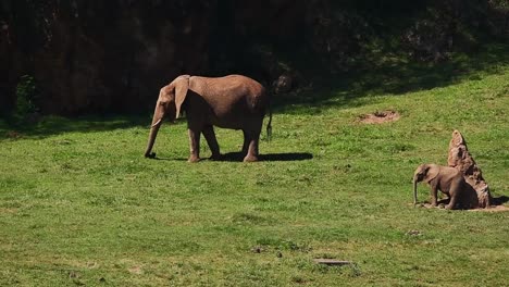 Elefantes-Caminando-Cuesta-Arriba-En-La-Naturaleza