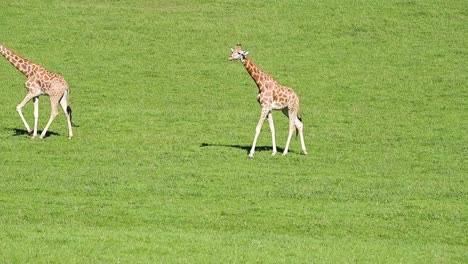Giraffes-on-green-lawn-in-summer