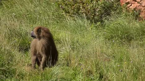 Baboon-sitting-on-grassy-hill-in-nature