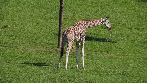 Giraffe-on-green-lawn-in-summer