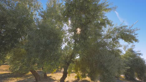 Olive-trees-orchard-on-sunny-day