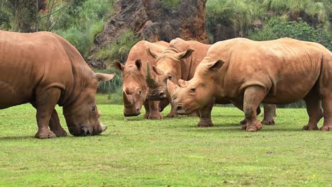 Rhinoceros-with-dirty-skin-pasturing-on-grass-in-savanna