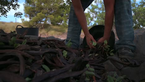Anonymous-farmer-collecting-carob-pods-during-harvesting