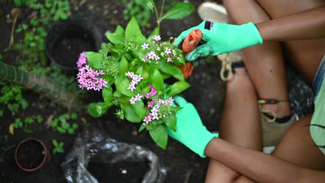 Mujer-étnica-Plantando-Flores-En-Macetas-En-Invernadero