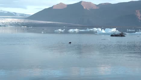 Seal-swimming-in-sea-water-against-mountains