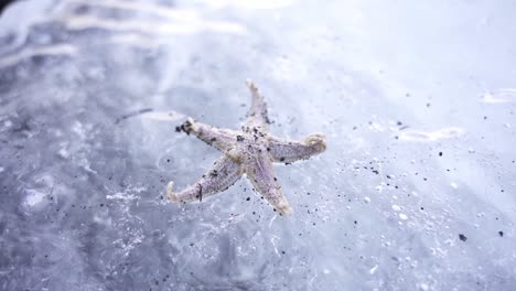 Estrella-De-Mar-En-Agua-Congelada-En-Terreno-ártico.