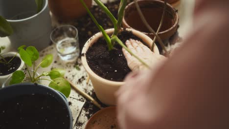 Crop-female-gardener-putting-soil-into-pot