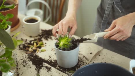Crop-woman-transplanting-succulent-on-table