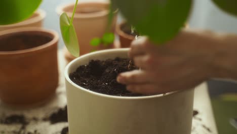 Crop-female-gardener-pressing-soil-in-pot