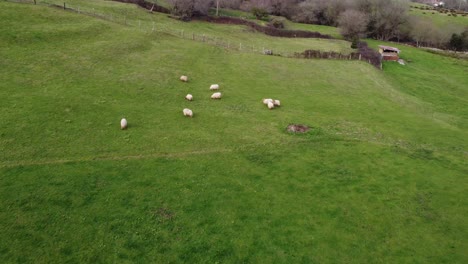 Herd-of-sheep-pasturing-on-meadow