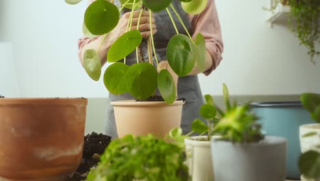 Crop-woman-transplanting-Chinese-money-plant