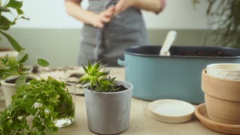Crop-female-gardener-putting-potted-succulent-on-table