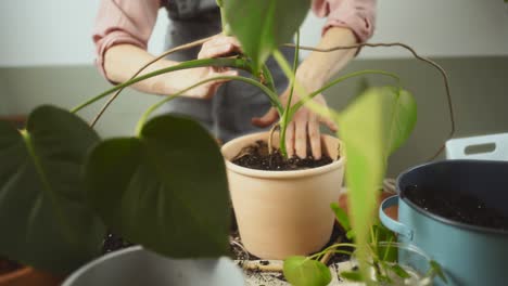Crop-woman-transplanting-monstera-deliciosa-plant-at-home