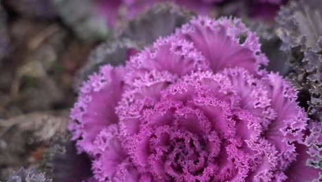 Purple-kale-cabbage-growing-in-garden
