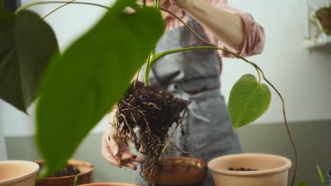 Crop-woman-transplanting-monstera-deliciosa-plant-at-home