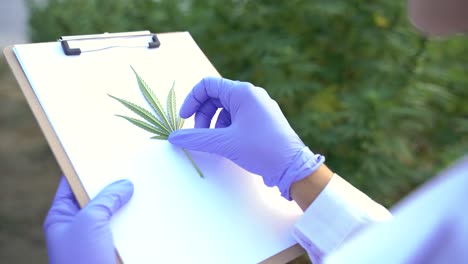 Pflanzenwissenschaftler-Mit-Dokument-Zur-Analyse-Von-Cannabispflanzen
