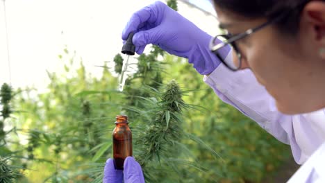 Crop-female-scientist-with-cannabis-extract-in-hothouse