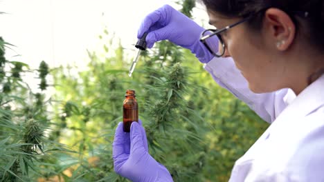 Crop-female-scientist-with-cannabis-extract-in-hothouse