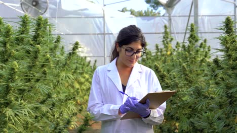 Cheerful-ethnic-scientist-in-uniform-in-cannabis-greenhouse