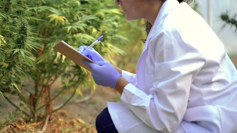 Scientist-with-document-analyzing-cannabis-plants
