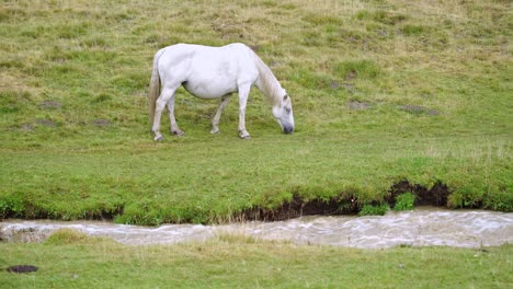 Horse-grazing-in-field-near-brook