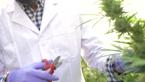 Crop-scientist-cutting-cannabis-plants-in-greenhouse