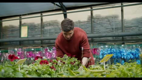 Brown-Sweater-Young-Man-Selecting-Potted-Plants-in-Flower-Shop
