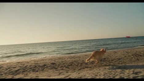 The-guy-throws-the-red-toy-and-his-light-colored-dog-brings-it-back-to-the-sunny-beach-in-the-morning.-Playing-with-your-pet