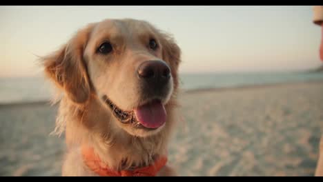Nahaufnahmeporträt-Eines-Hellen-Hundes-Am-Strand.-Süßer-Großer-Hund,-Der-Morgens-Am-Strand-Mit-Offenem-Mund-Und-Zunge-In-Die-Kamera-Schaut