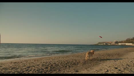 A-young-couple-together-with-their-dog-play-with-a-red-toy:-the-guy-throws-the-toy-and-the-dog-brings-it-back-on-Sunny-beach-in-the-morning
