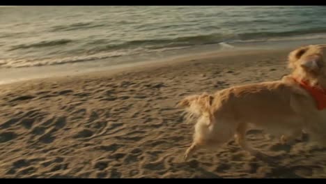 Close-up-shot:-a-large-light-colored-dog-runs-after-a-red-toy-that-is-taken-from-the-dog-by-its-owner-on-Sunny-Beach-in-the-morning.-Playing-with-a-pet