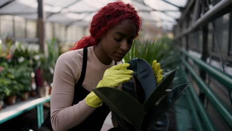 Florist-young-woman-checking-leaves-ficus,-gardening-worker-inspecting-greenery