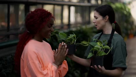 Attractive-biracial-woman-chooses-between-two-potted-plants-in-a-garden-center-with-help-of-florist