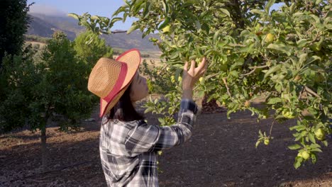 Mujer-De-Cultivo-Recogiendo-Manzanas-En-El-Jardín.